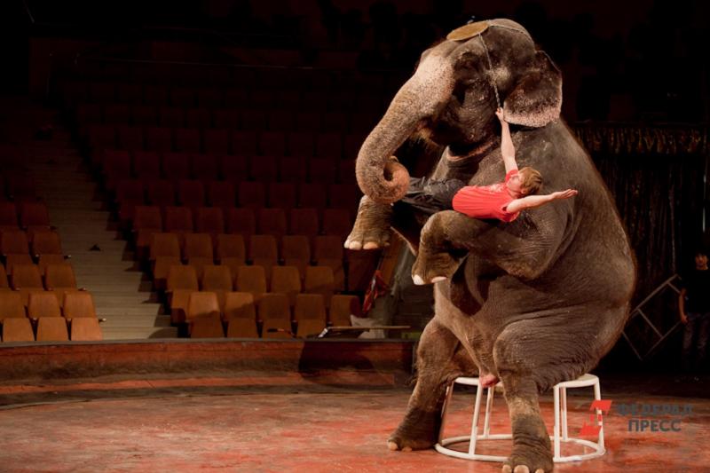 Жители Свердловской области начали активно обсуждать запрет цирка с участием животных.