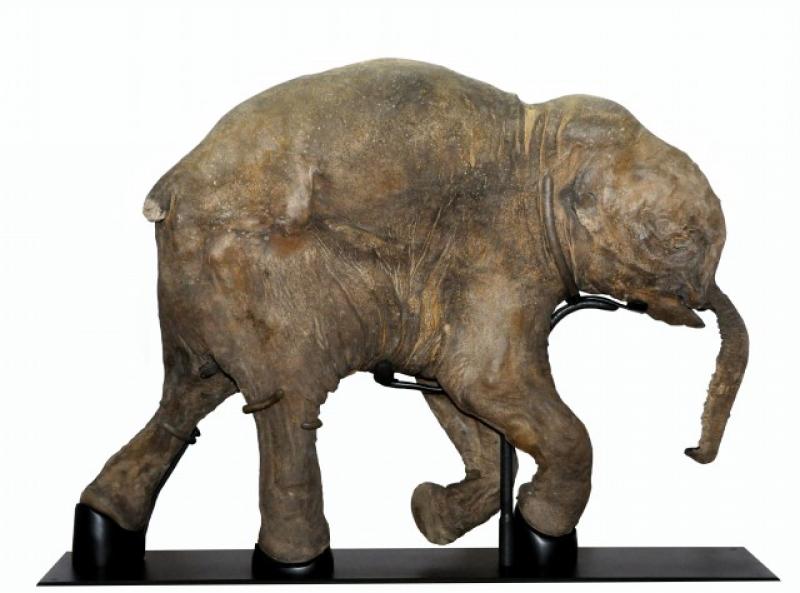 Мумия ископаемого животного будет представлена на выпуске в областном краеведческом музее