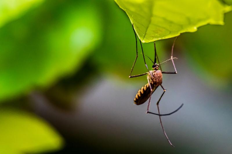 Из-за аномально теплой зимы, по мнению специалистов, в России могут исчезнуть комары
