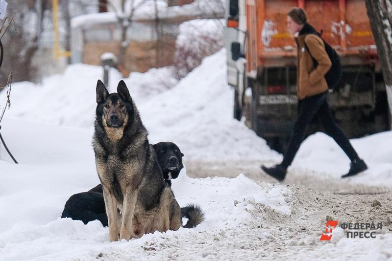 Две компании в Челябинске будут заниматься отловом и содержанием бездомных животных