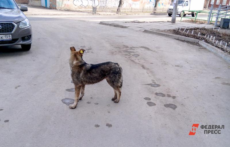 Убийство собак в Якутске признали законным