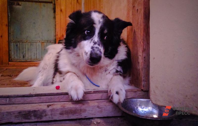 Можно собаке голубику. Собаки Приморья выставки. Собака Арбуз Тбилиси. Собака с дыней. Собака карс диет.