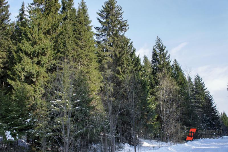 На Среднем Урале увеличат финансирование на охрану лесов от пожаров.