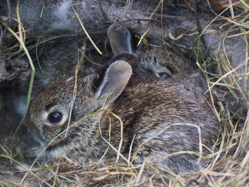 Собственник единственной в Кузбассе кроликофермы ищет инвестора