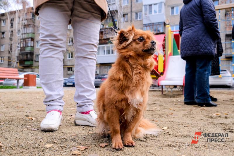 Екатеринбургские чиновники спасли собаку пациентки с коронавирусом