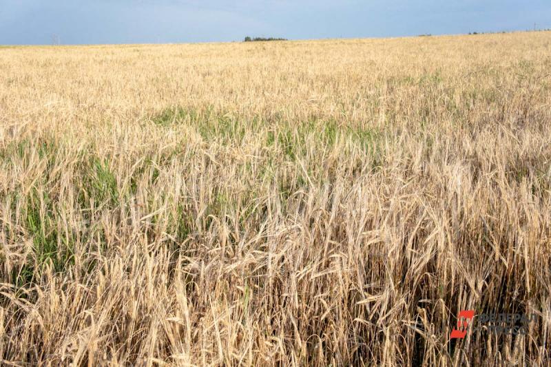 На Ямале обнаружили плодородные почвы