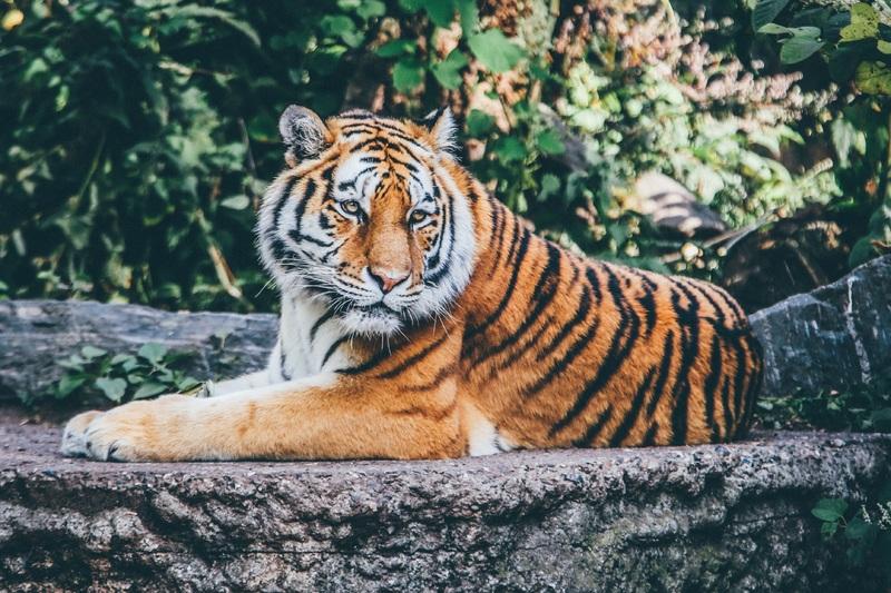 Тигрица из нью-йоркского зоопарка заразилась коронавирусом