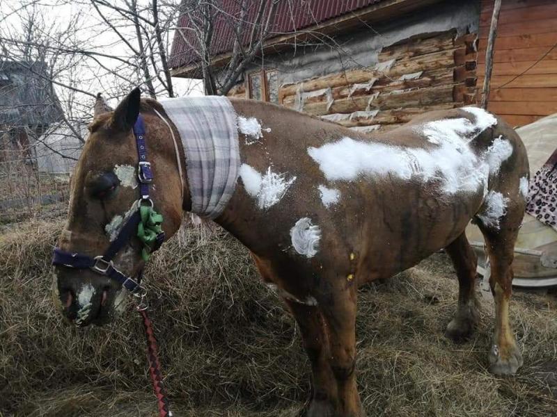 В Екатеринбурге собирают деньги на лечение выжившей при пожаре лошади