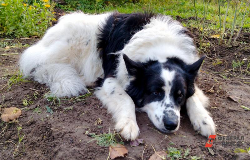 В Новосибирске спасатели помогли собаке выбраться из погреба