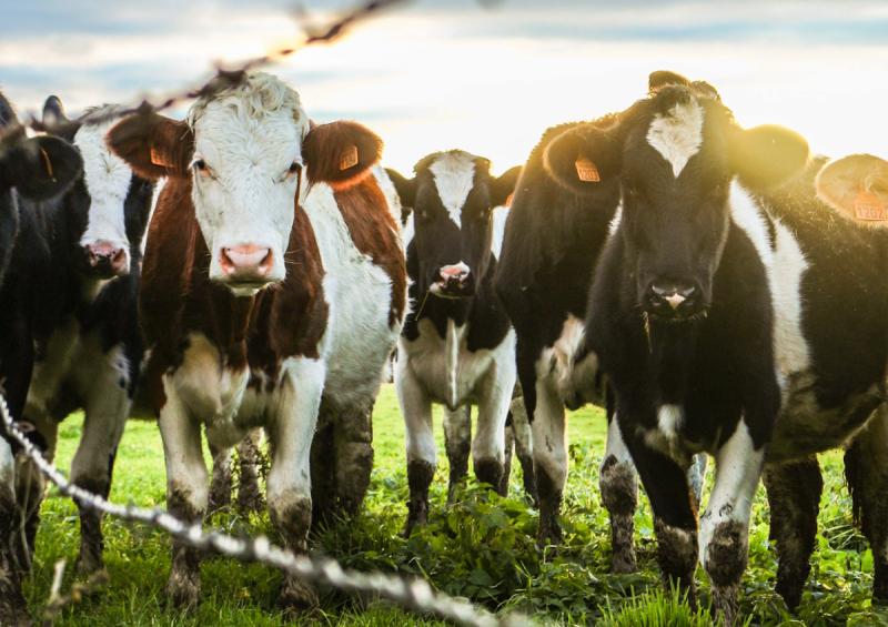 «Умная ферма» будет следить за здоровьем томских коров в онлайн-режиме
