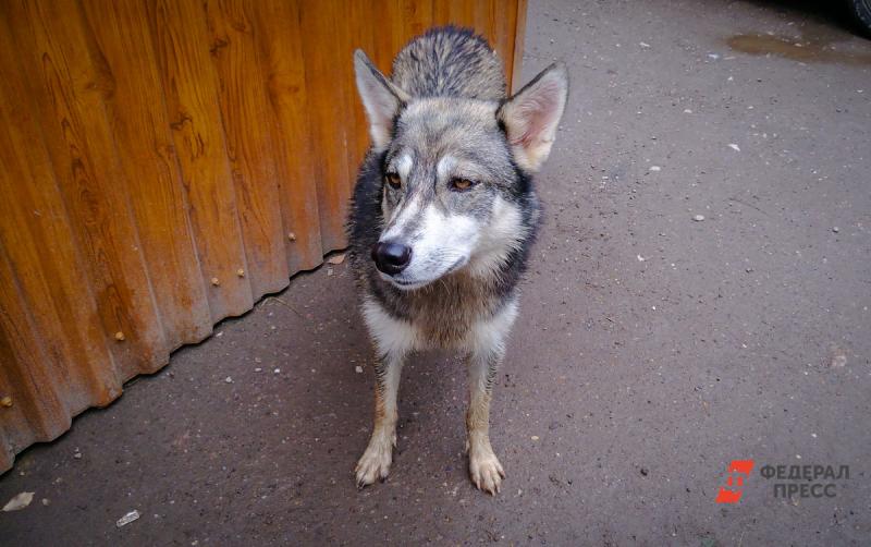 Новосибирским спасателям поставили пятерку за помощь бездомной собаке