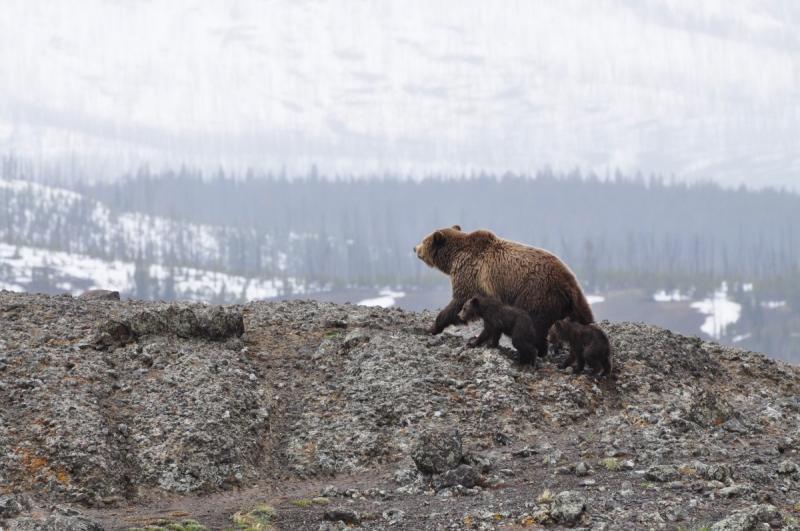 Пробуждаясь от зимнего сна медведи выходят на южные склоны