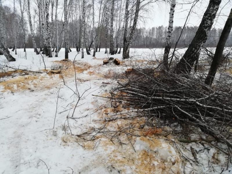 Жители Паркового заметили, что деревья начали вырубать еще зимой
