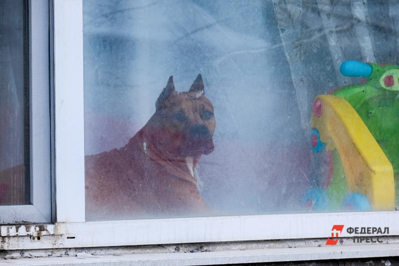 собака в окне