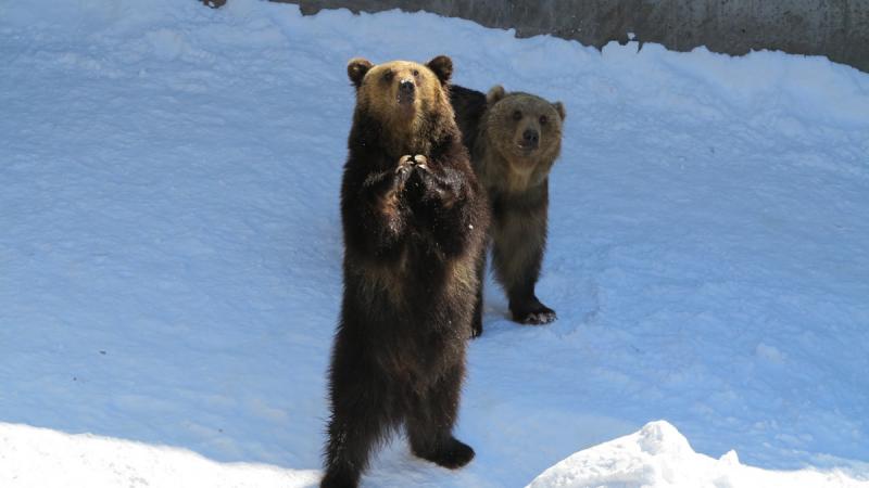 На Ямале медведи вышли из зимней спячки