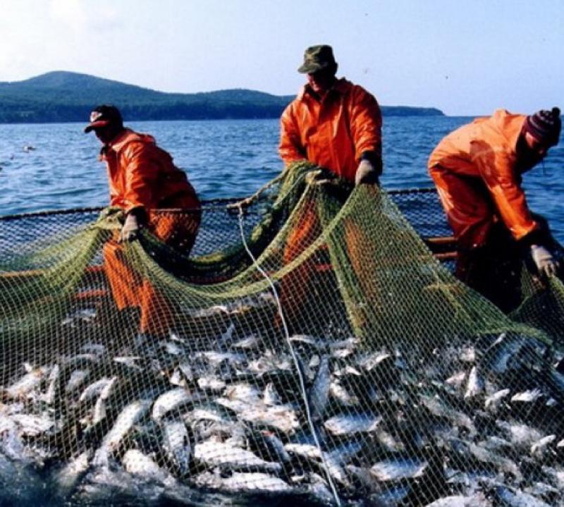 Улов рыбы сетью. Рыбные ресурсы Баренцева моря. Промысел рыбы. Рыбный промысел на Дальнем востоке. Рыбный промысел на Камчатке.