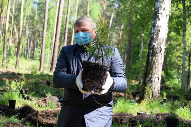 Власти Екатеринбурга активно занимаются лесовосстановлением