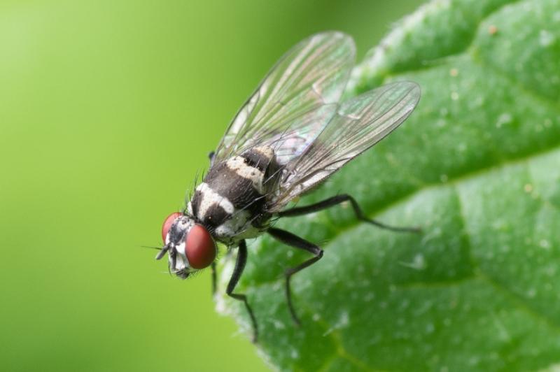 Могут ли клещи и мухи заразить коронавирусом? Ответы экспертов