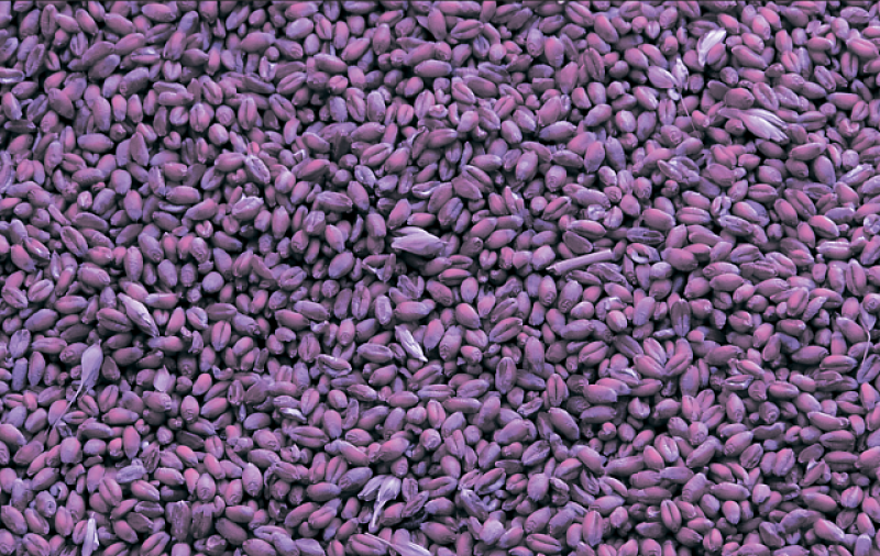 Фиолетовое зерно