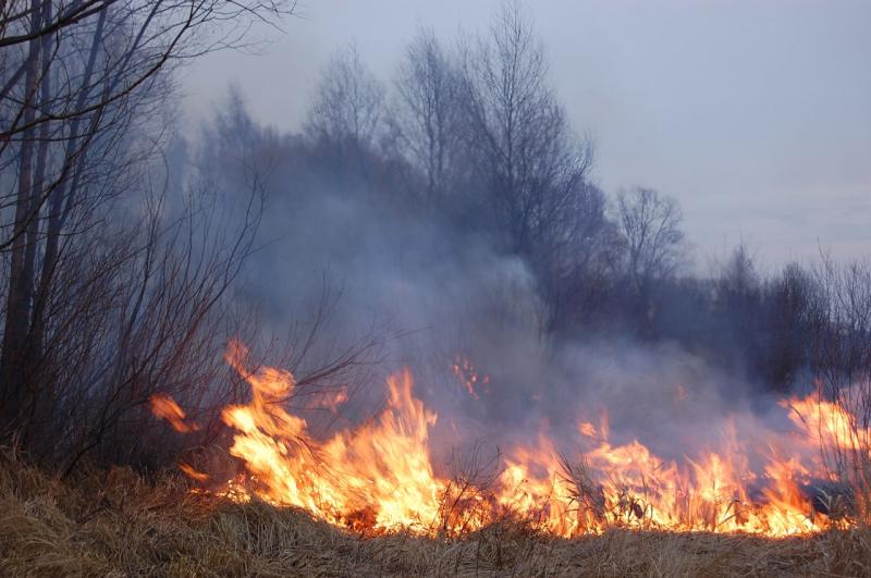 Бросил окурок на сухую траву и спалил более 30 га леса