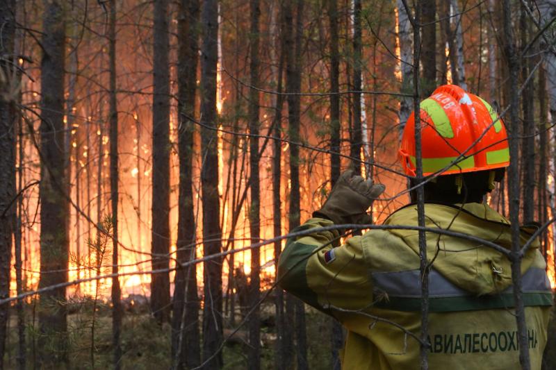 В четырех округах России прогнозируются крупные лесные пожары