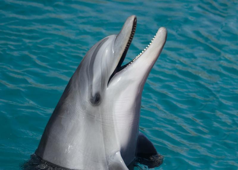 В Приморье погиб дельфин, спасенный волонтерами в выходные 