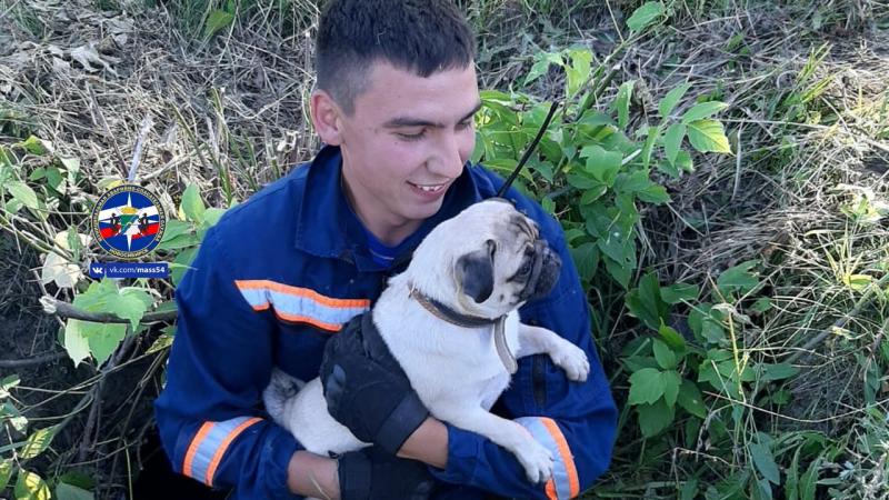 Новосибирские спасатели достали мопса из ямы