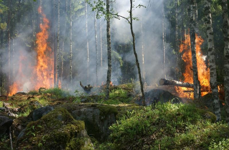 В Приангарье действует 19 лесных пожаров
