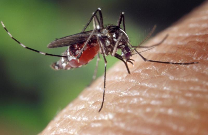 Ученый рассказал об опасности укуса малярийного комара