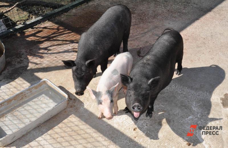 В ЕАО из-за африканской чумы свиней вводят карантин