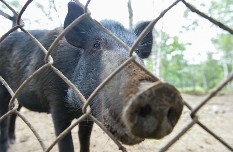 В Приморье ввели карантин из-за вспышки африканской чумы свиней