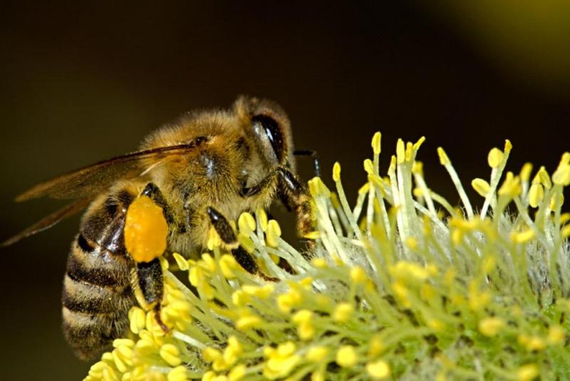 Полиция проверяет факты массовой гибели пчелиных ульев