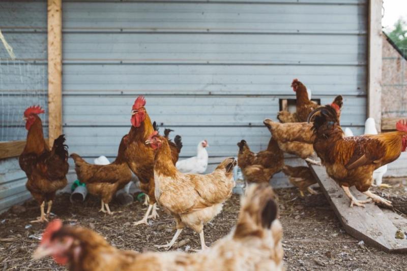 Крупный томский агрохолдинг оштрафовали на 22 миллиона рублей за испорченную куриным пометом почву