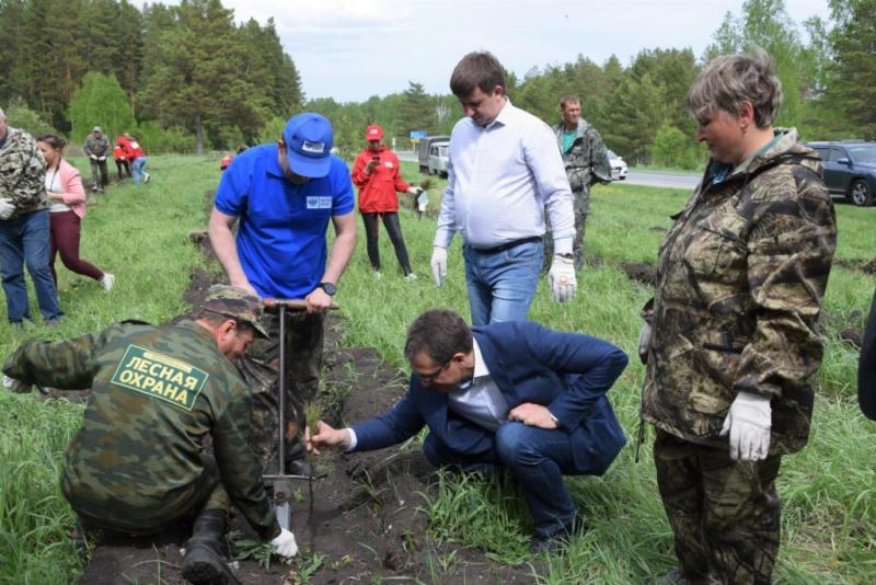 В иркутском заказнике восстановят лес после незаконной вырубки