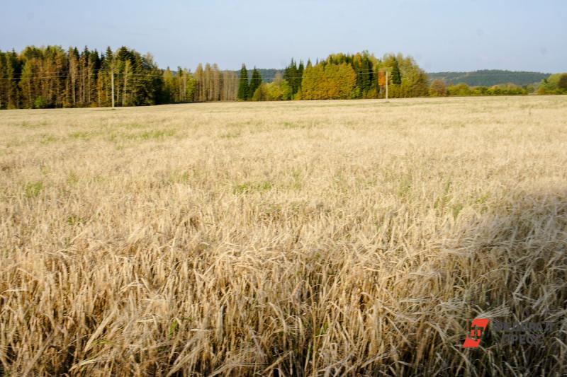 На Западе бояться запрета экспорта зерна из России