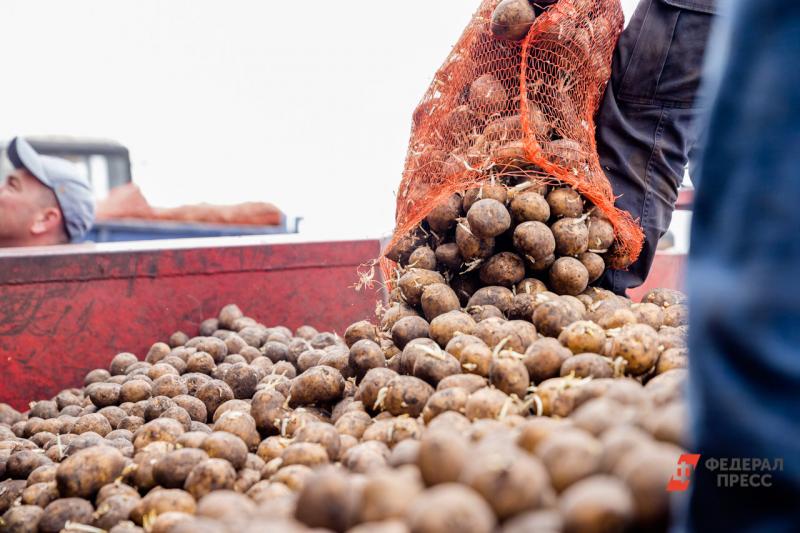 Приморские аграрии стабилизировали цены на картофель 
