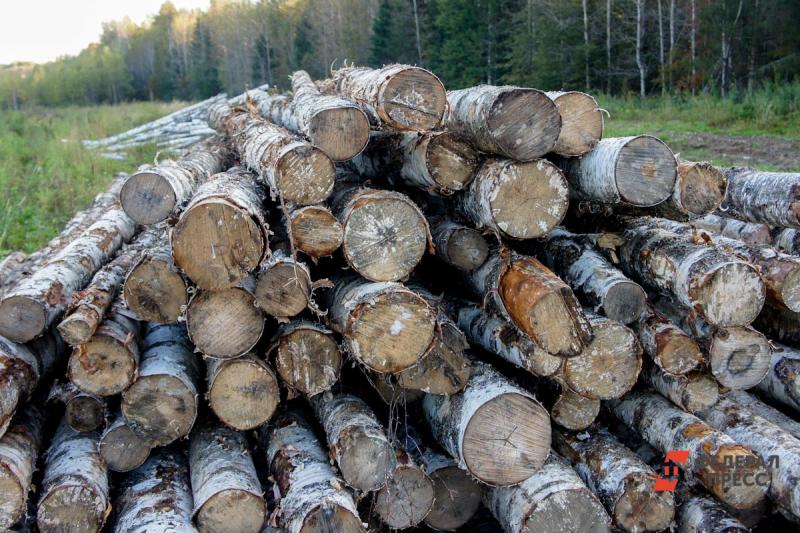 Свердловчан посадили за вырубку леса на 9,3 миллиона рублей