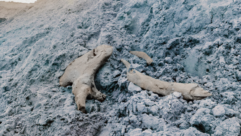 На Новопортовском месторождении нашли останки мамонта