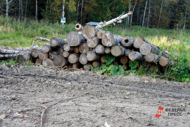 Минприроды просит проверить законность вырубки леса на Куштау