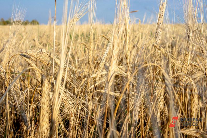 Сбор зерновых в Нижегородской области превысит прошлогодние показатели