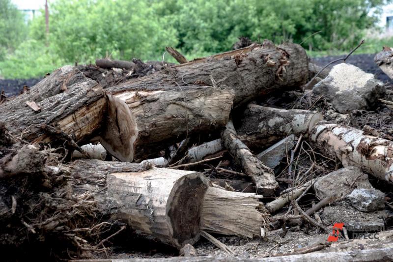 Ущерб от сноса деревьев составил более 3,5 миллиона рублей