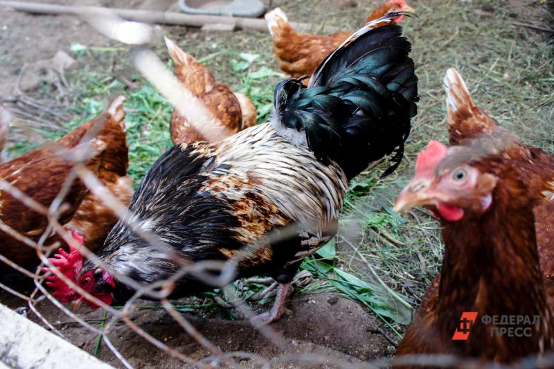 В деревнях, которые находятся в опасной близости от очагов птичьего гриппа, свободный выгул домашней птицы под запретом