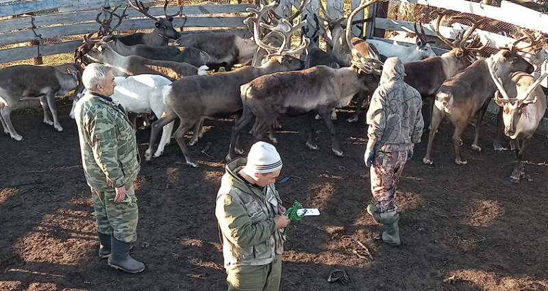 На Ямале 76 процентов оленей привили от сибирской язвы
