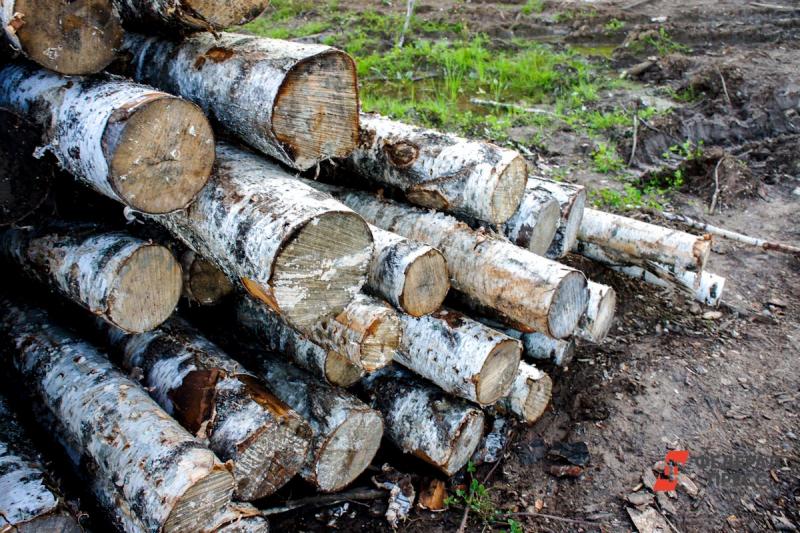 Необходимо реформировать систему лесоустройства, контроля за лесами