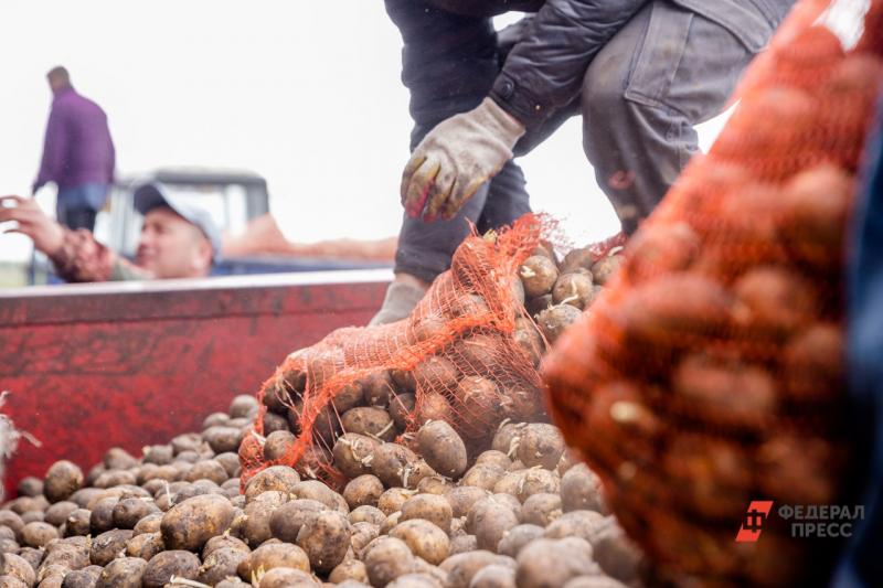 Фермеры обещают подорожание картофеля