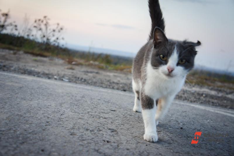 В Камышлове осудят садиста, бросавшего на бетонный пол кошек