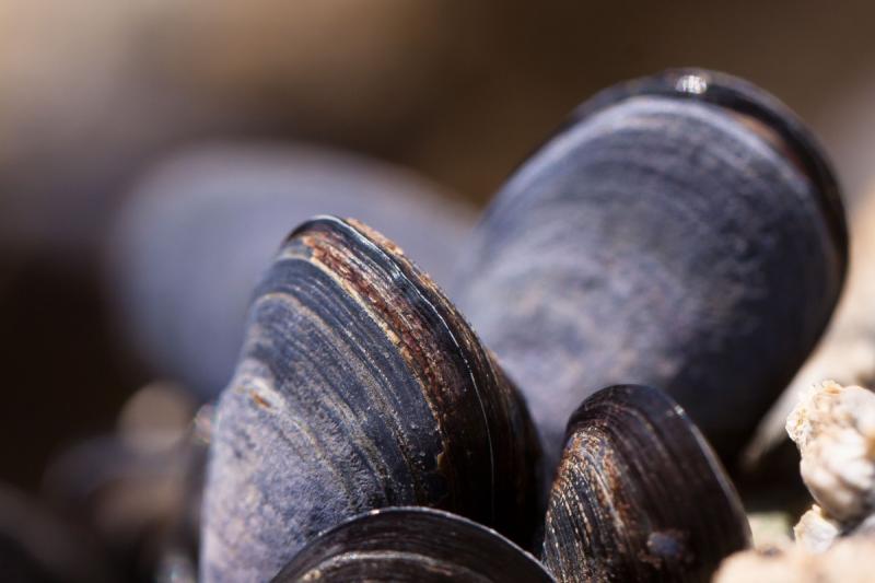В Магадане обнаружили выброс моллюсков на побережье