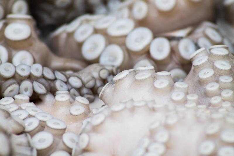 На берег Камчатки выбросило остатки морской фауны