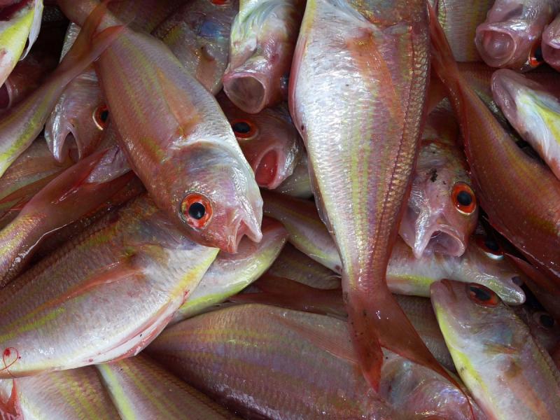 В Алтайском крае вырос экспорт рыбы