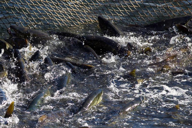 В 2020 году некоторые рыбхозы планируют выловить в три раза больше рыбы